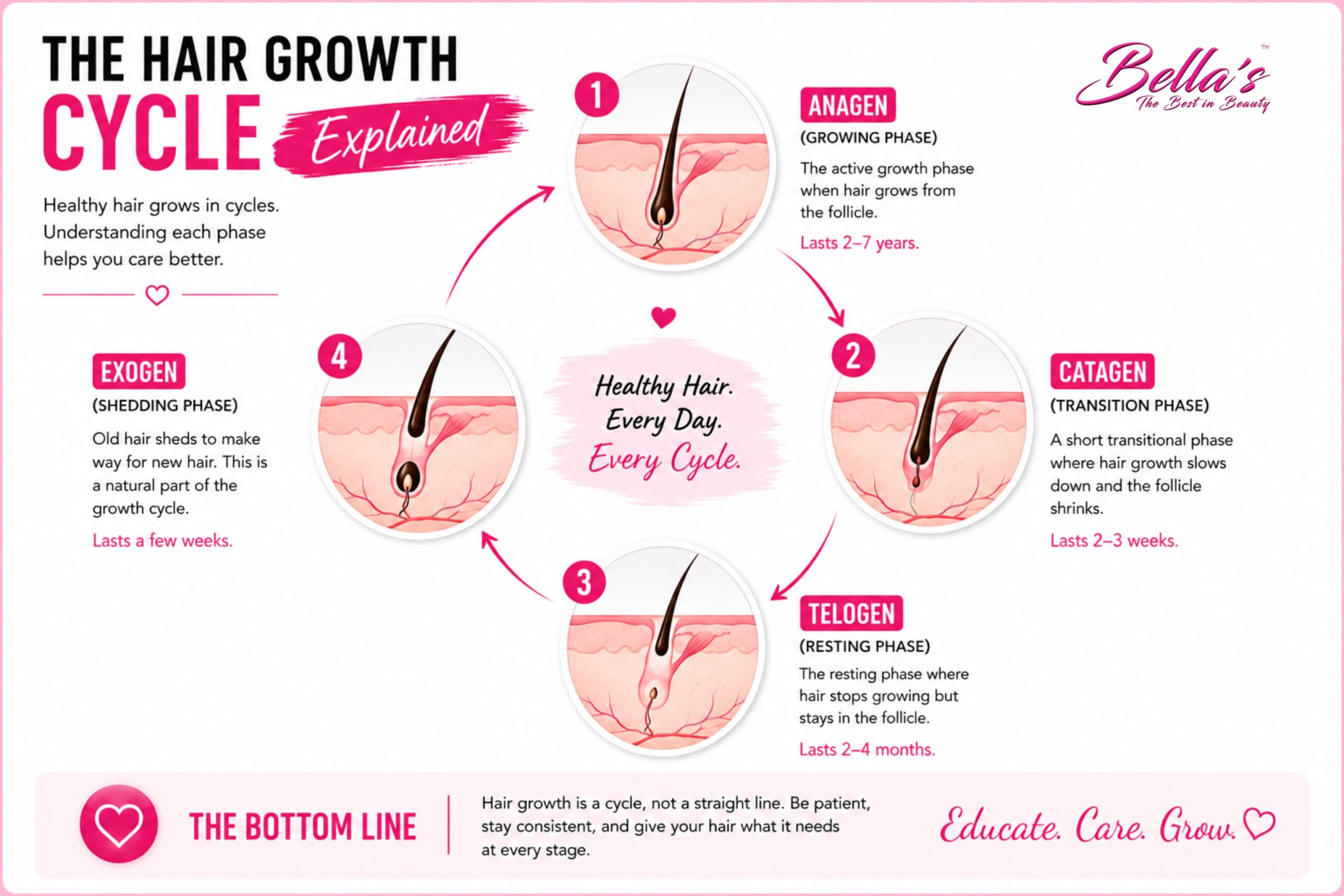 Infographic explaining the complete hair growth cycle including anagen, catagen, telogen and exogen.